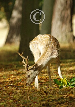Fallow Deer Buck DM0129
